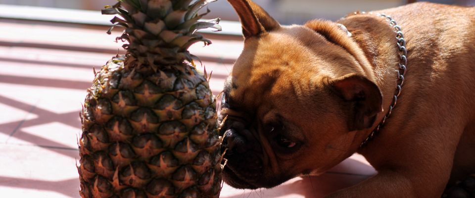 Can dogs eat canned pineapple best sale